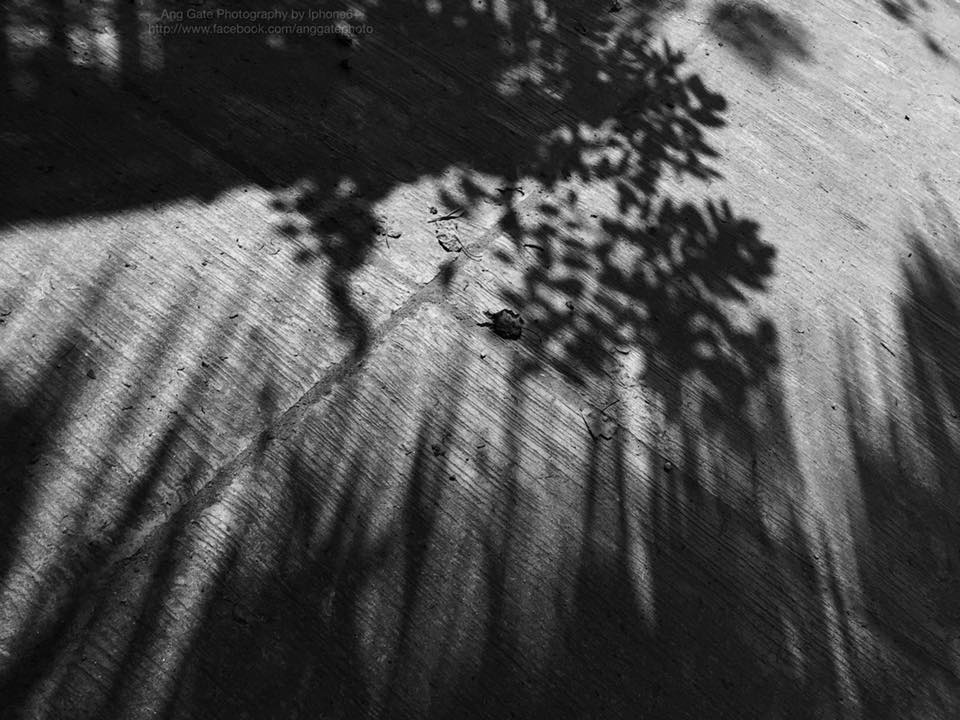 Shadow of Trees